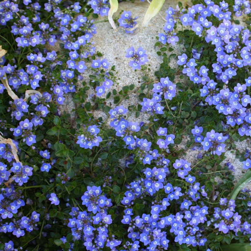 Veronica liwanensis (Hábito)