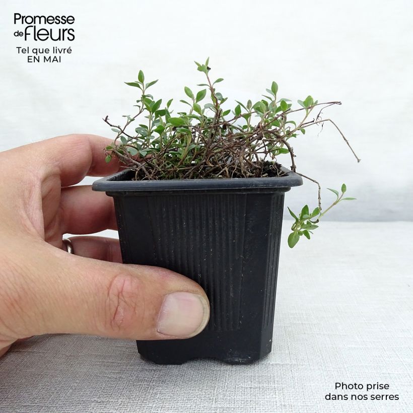 Amostra de Veronica liwanensis Vaso de 8/9 cm tal como entregue na primavera