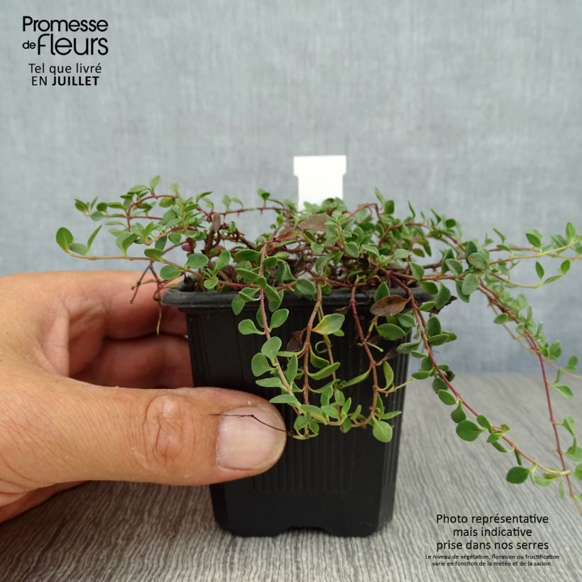 Amostra de Veronica liwanensis Vaso de 8/9 cm tal como entregue no verão