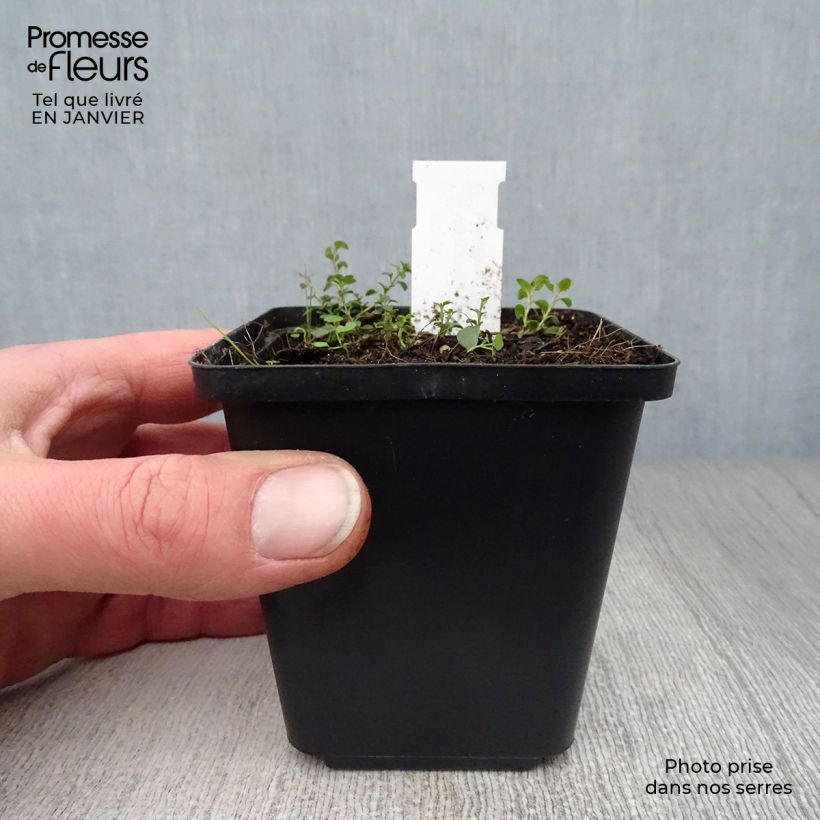 Amostra de Veronica liwanensis - Véronique Vaso de 8/9 cm tal como entregue no inverno