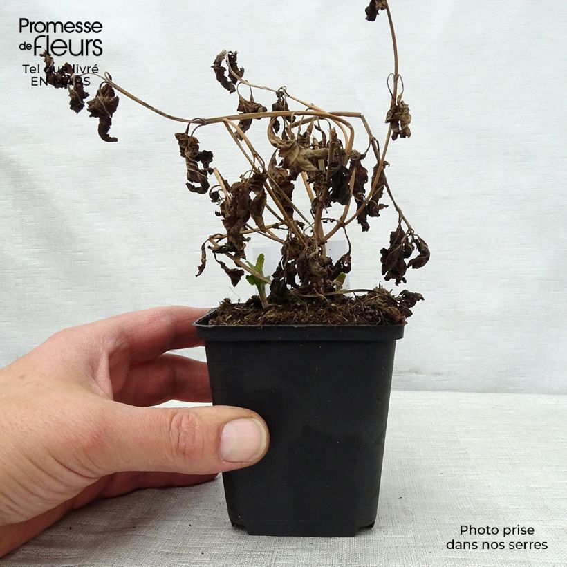 Amostra de Veronica longifolia Blauriesin Vaso de 8/9 cm tal como entregue na primavera