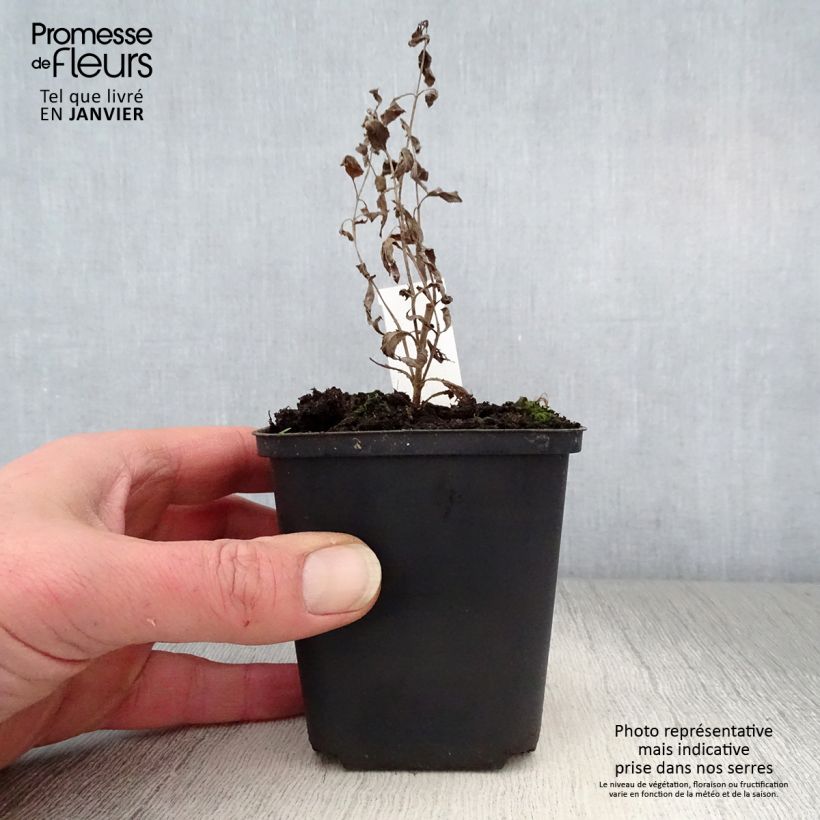 Amostra de Veronica longifolia Blauriesin - Véronique à grandes feuilles Vaso de 8/9 cm tal como entregue no inverno