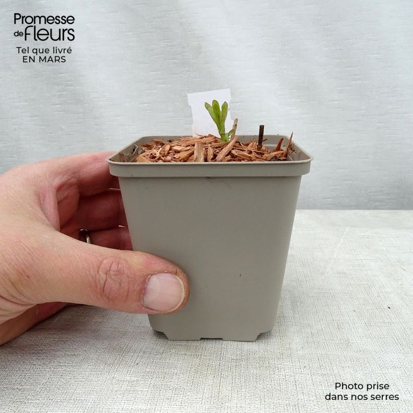 Amostra de Veronica longifolia Candied Candle Vaso de 8/9 cm tal como entregue na primavera