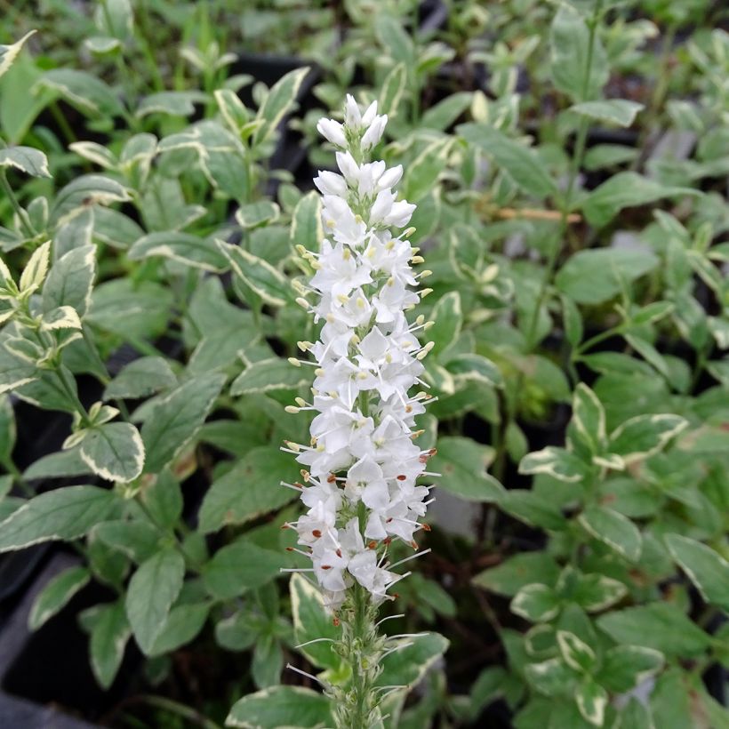 Veronica longifolia Charlotte® (Floração)