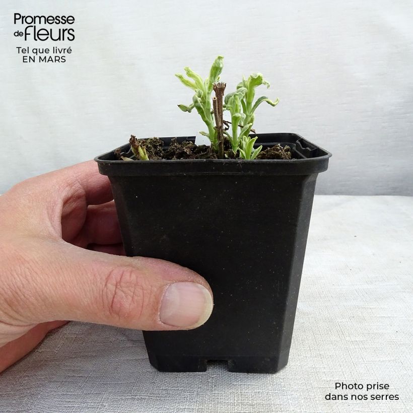 Amostra de Veronica longifolia Charlotte® Vaso de 8/9 cm tal como entregue na primavera