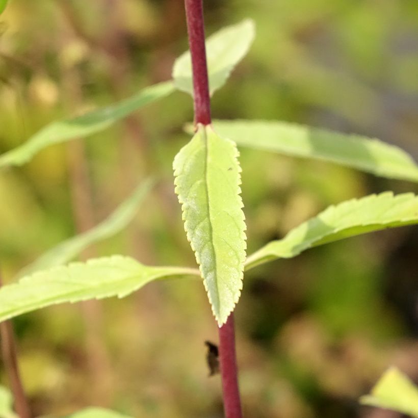Veronica longifolia First Glory (Folhagem)