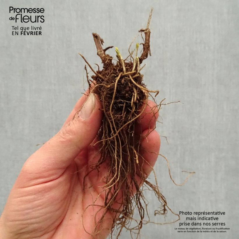 Amostra de Veronica longifolia First Glory Raízes nuas tal como entregue no inverno