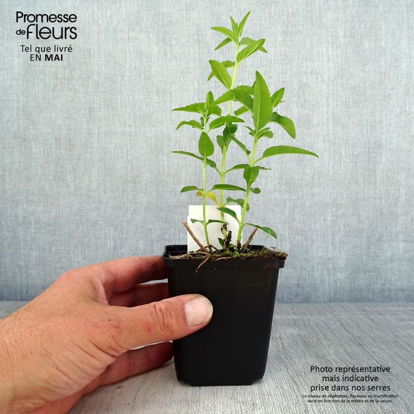 Amostra de Veronica longifolia First Lady Vaso de 8/9 cm tal como entregue na primavera
