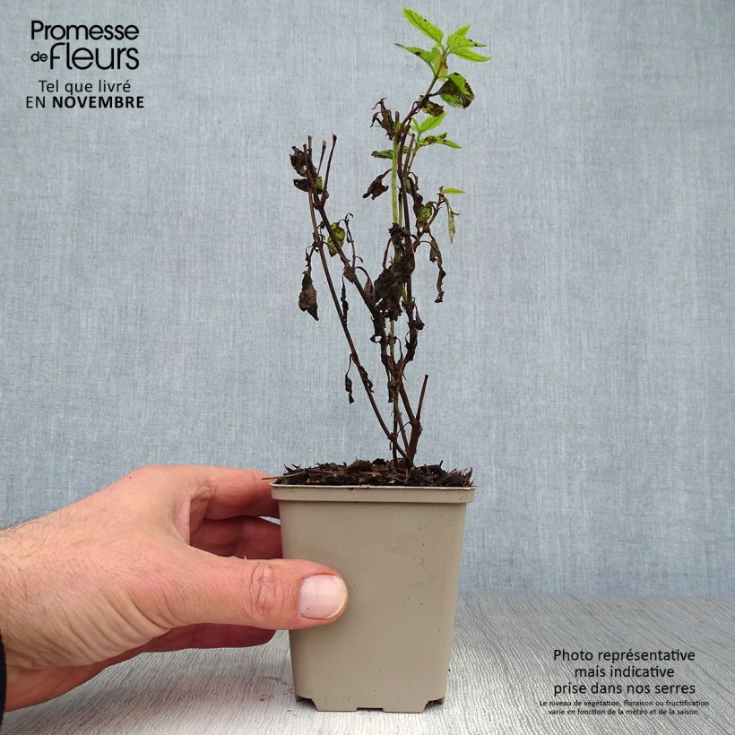 Amostra de Veronica longifolia Lila Karina Vaso de 8/9 cm tal como entregue no outono