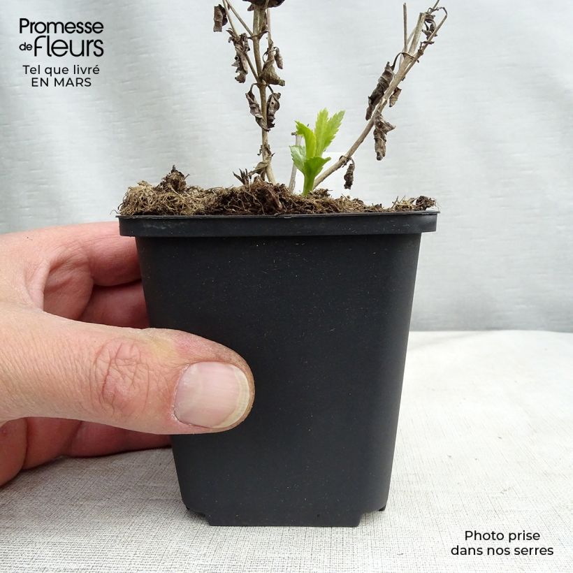 Amostra de Veronica longifolia Lila Karina Vaso de 8/9 cm tal como entregue na primavera