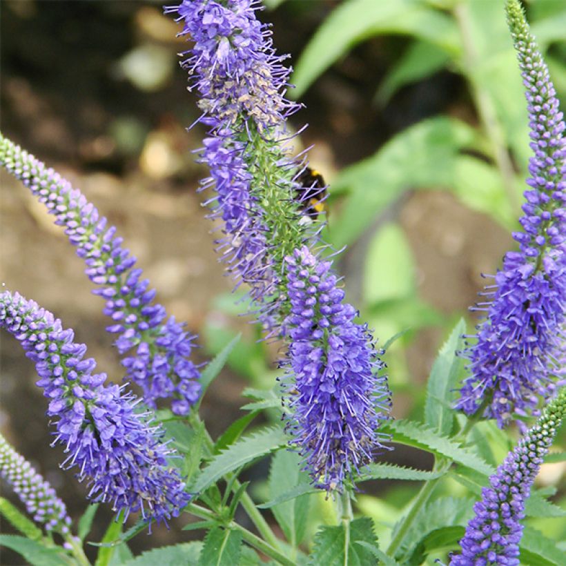 Veronica longifolia Marietta (Floração)