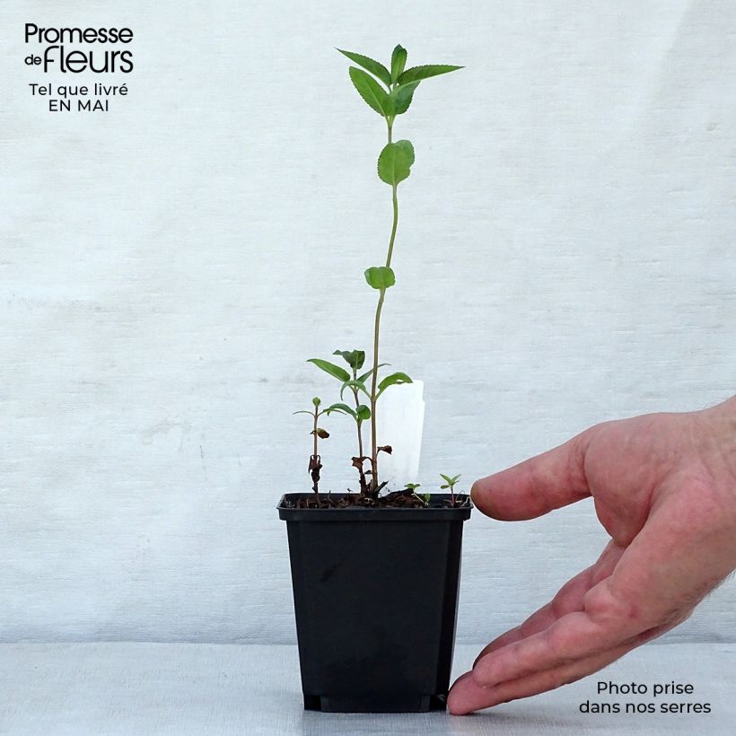 Amostra de Veronica longifolia Marietta Vaso de 8/9 cm tal como entregue na primavera