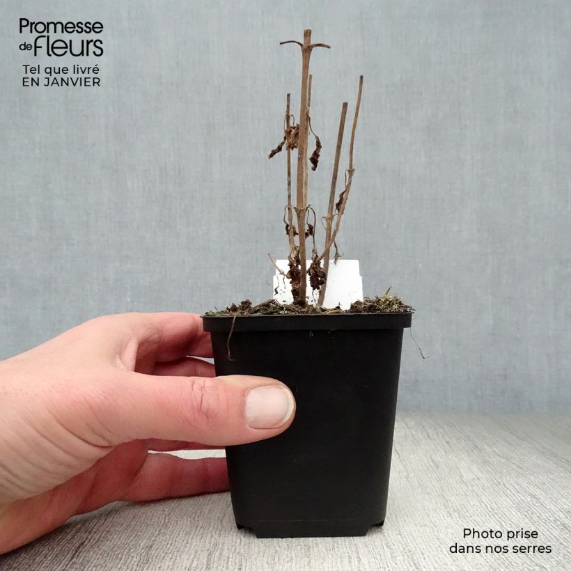 Amostra de Veronica longifolia Marietta Vaso de 8/9 cm tal como entregue no inverno