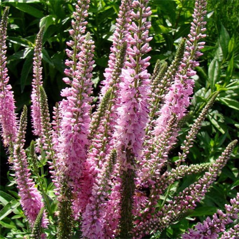 Veronica longifolia Pink Damask (Floração)