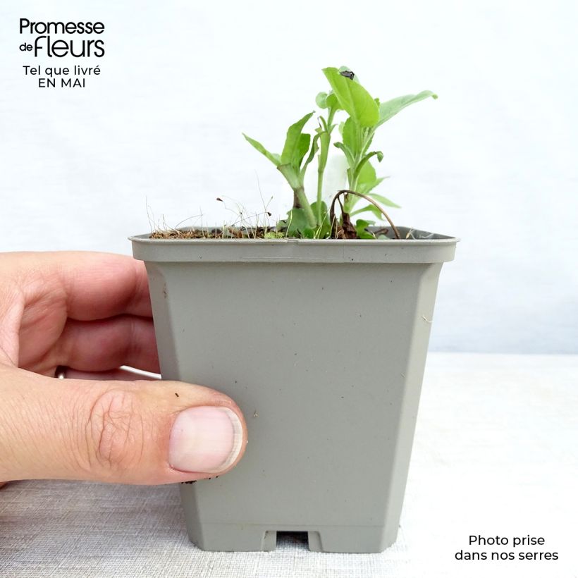 Amostra de Veronica longifolia Pink Damask Vaso de 8/9 cm tal como entregue na primavera