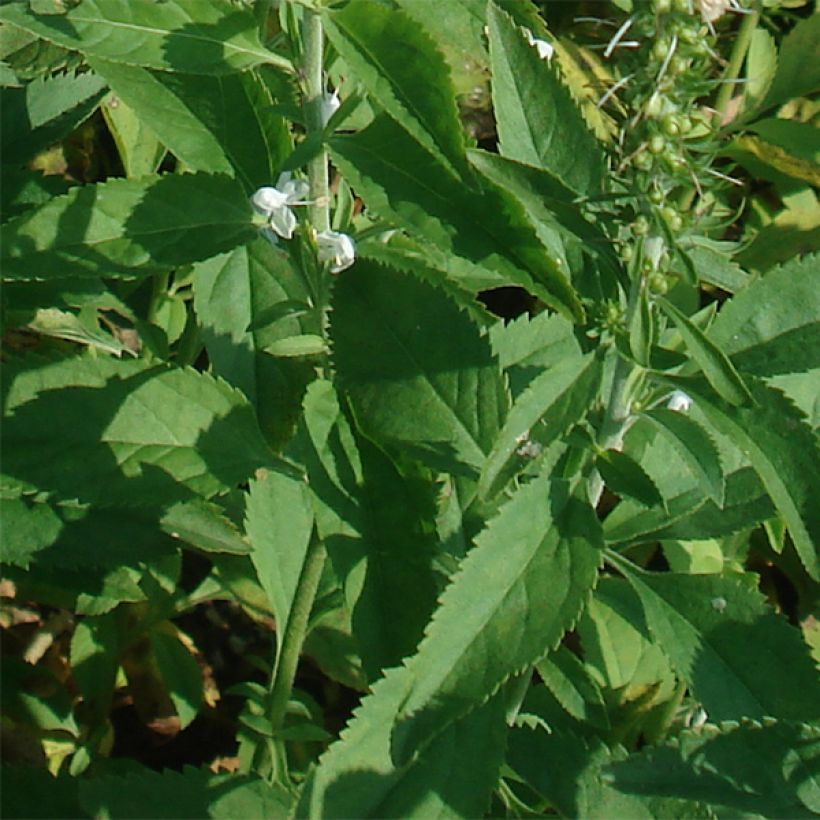 Veronica longifolia Schneeriesin (Folhagem)