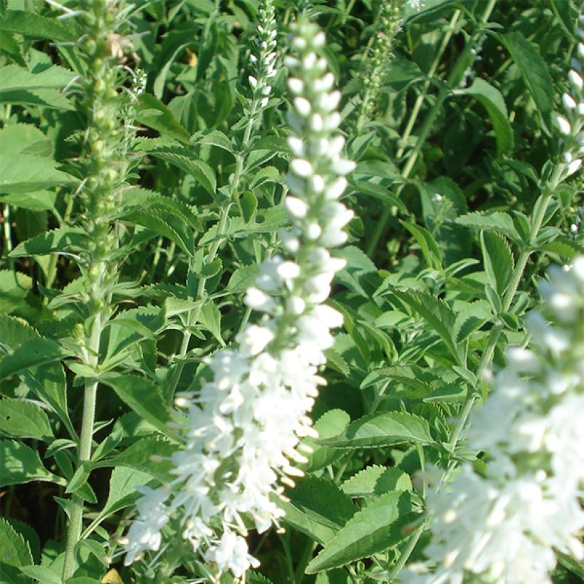 Veronica longifolia Schneeriesin (Floração)