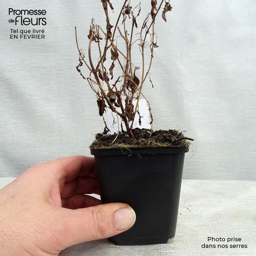 Amostra de Veronica longifolia Schneeriesin - Véronique blanche à longues feuilles Vaso de 8/9 cm tal como entregue no inverno