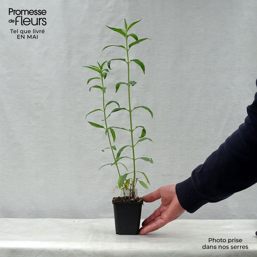 Amostra de Veronica longifolia Schneeriesin Vaso de 8/9 cm tal como entregue na primavera