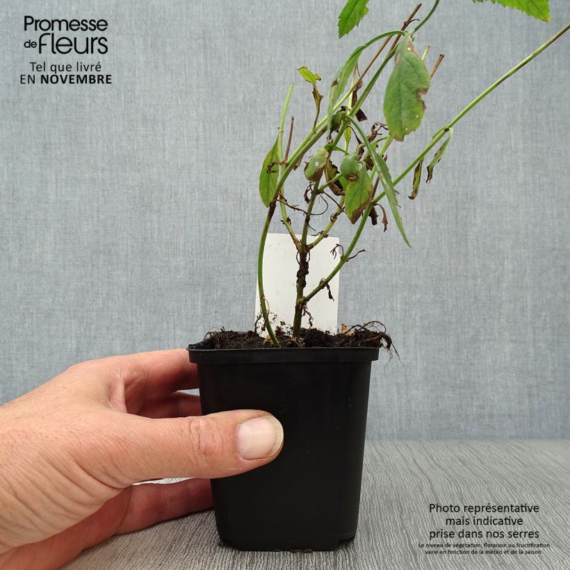 Amostra de Veronica longifolia Schneeriesin Vaso de 8/9 cm tal como entregue no outono