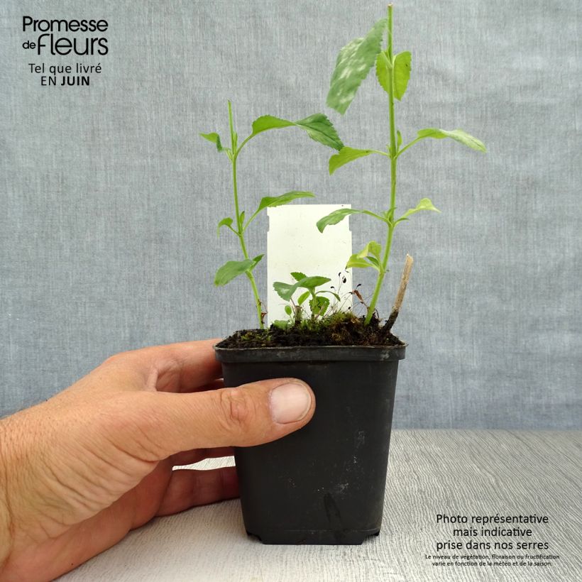 Amostra de Veronica longifolia Schneeriesin Vaso de 8/9 cm tal como entregue no verão