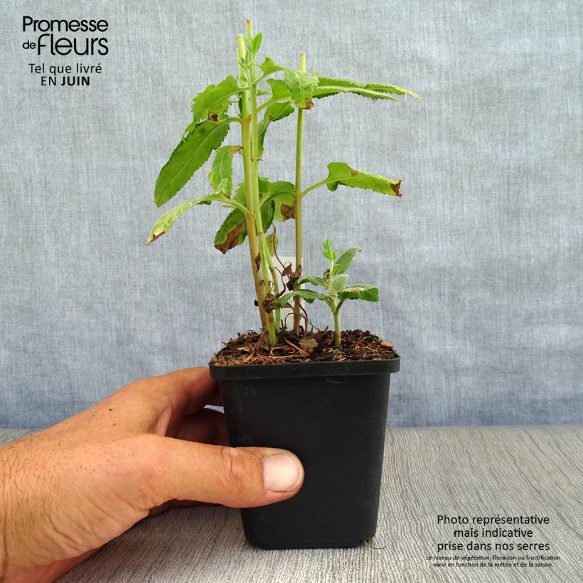 Amostra de Veronica longifolia Vaso de 8/9 cm tal como entregue no verão