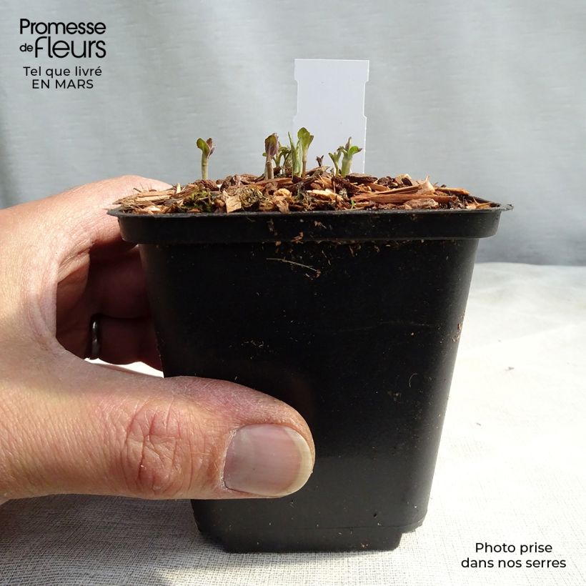 Amostra de Veronica longifolia Vaso de 8/9 cm tal como entregue na primavera