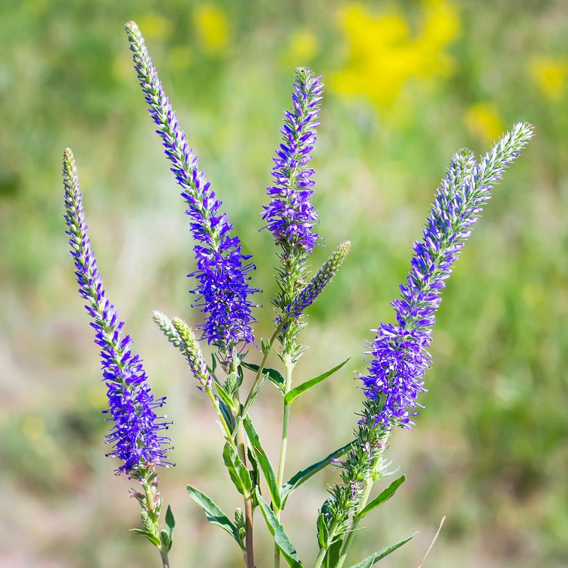 Veronica longifolia (Floração)