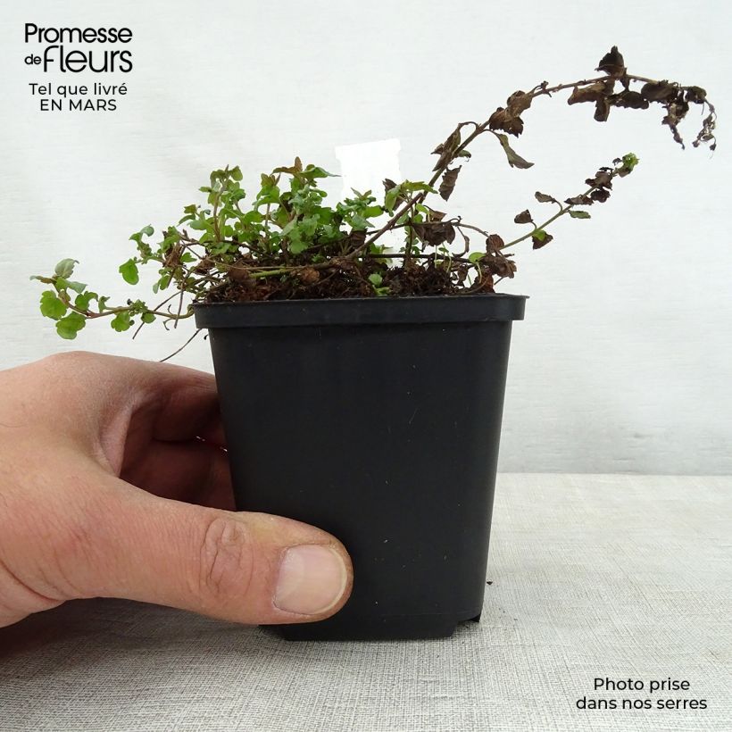 Amostra de Veronica petraea Madame Mercier Vaso de 8/9 cm tal como entregue na primavera