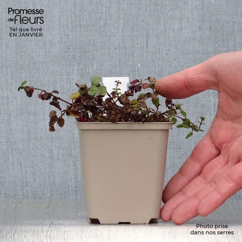 Amostra de Veronica petraea Madame Mercier - Véronique  Vaso de 8/9 cm tal como entregue no inverno