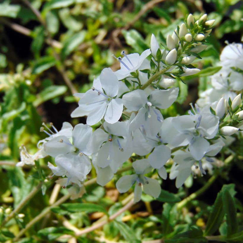 Veronica prostrata Alba (Floração)
