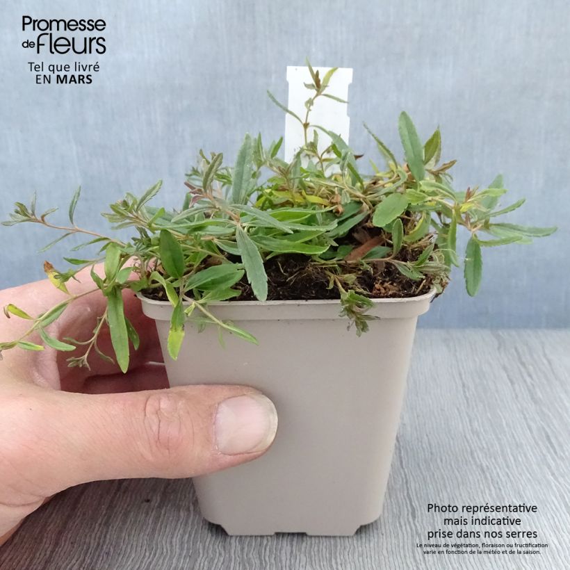 Amostra de Veronica prostrata Alba Vaso de 8/9 cm tal como entregue na primavera