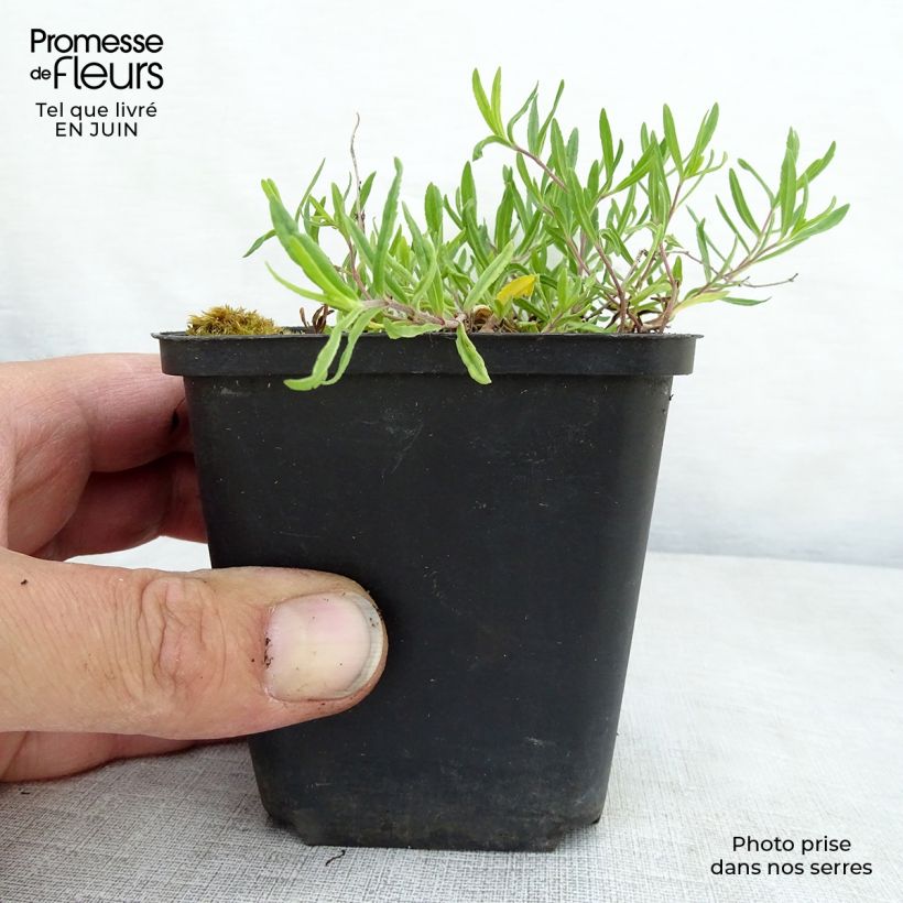 Amostra de Veronica prostrata Mrs Holt Vaso de 8/9 cm tal como entregue no verão