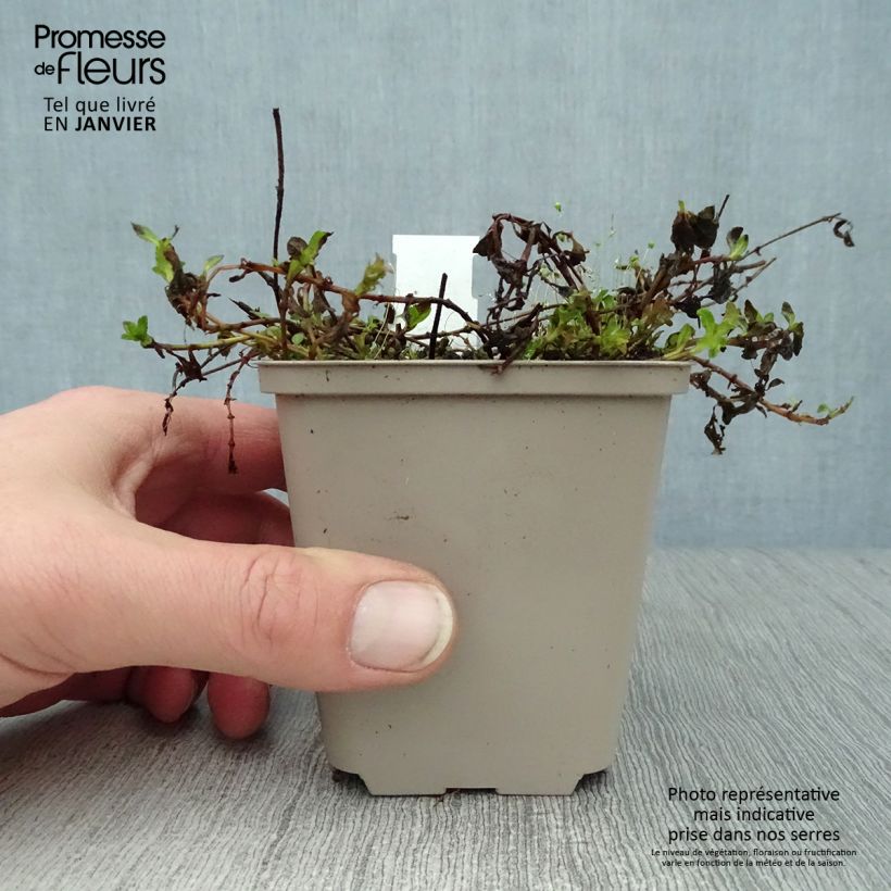 Amostra de Veronica prostrata Mrs Holt Vaso de 8/9 cm tal como entregue no inverno