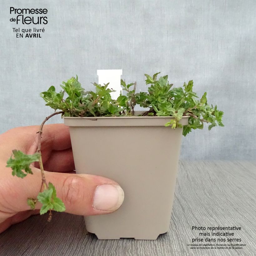 Amostra de Veronica prostrata Mrs Holt Vaso de 8/9 cm tal como entregue na primavera