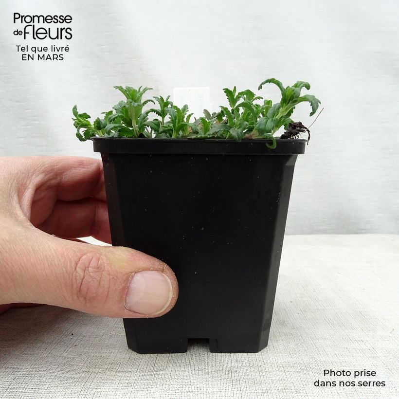 Amostra de Veronica prostrata Vaso de 8/9 cm tal como entregue na primavera