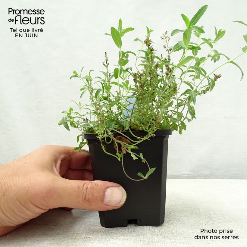 Amostra de Veronica prostrata Vaso de 8/9 cm tal como entregue no verão