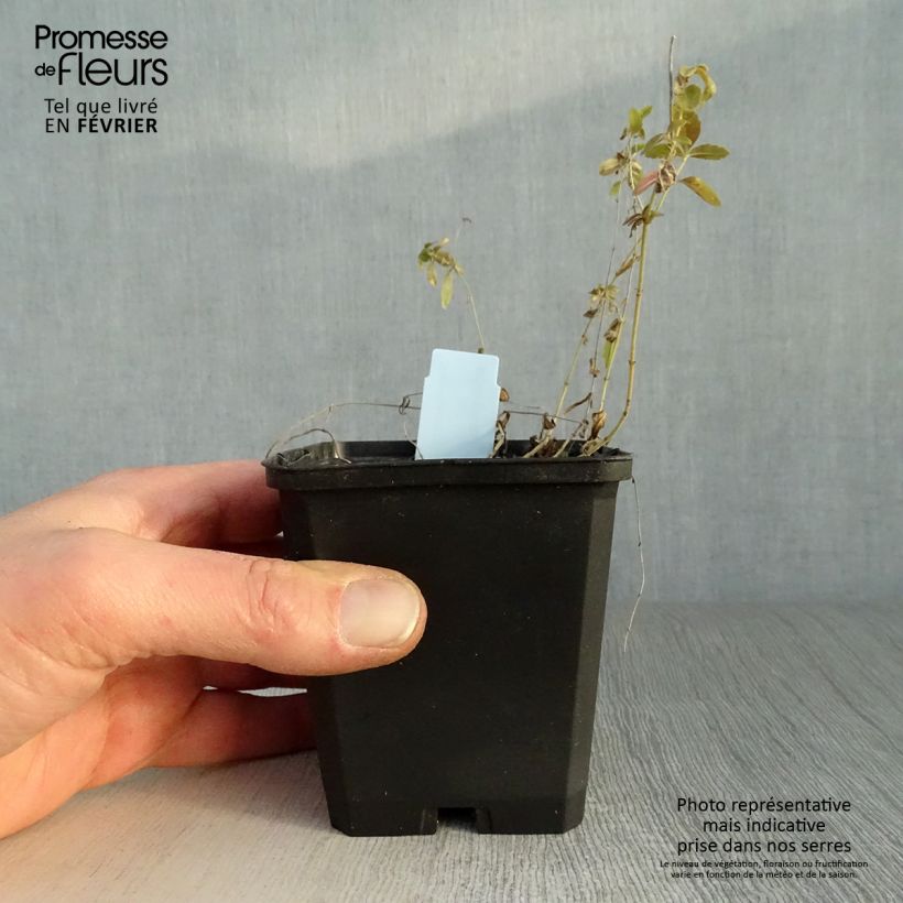 Amostra de Veronica prostrata - Véronique couchée Vaso de 8/9 cm tal como entregue no inverno