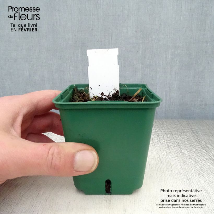 Amostra de Veronica repens Sunshine Vaso de 8/9 cm tal como entregue no inverno