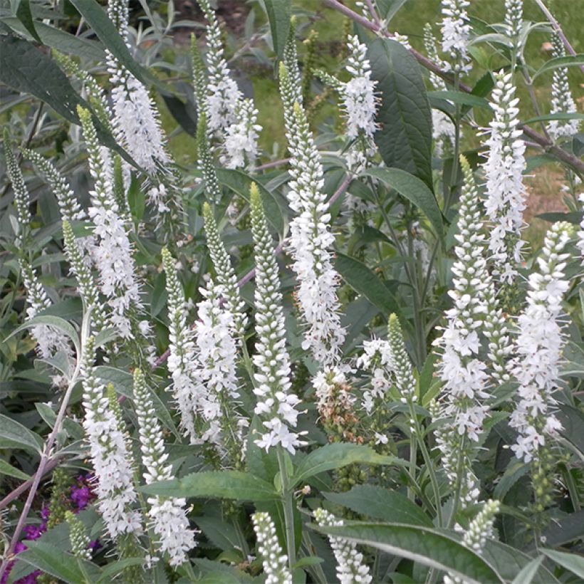 Veronica spicata Alba (Floração)