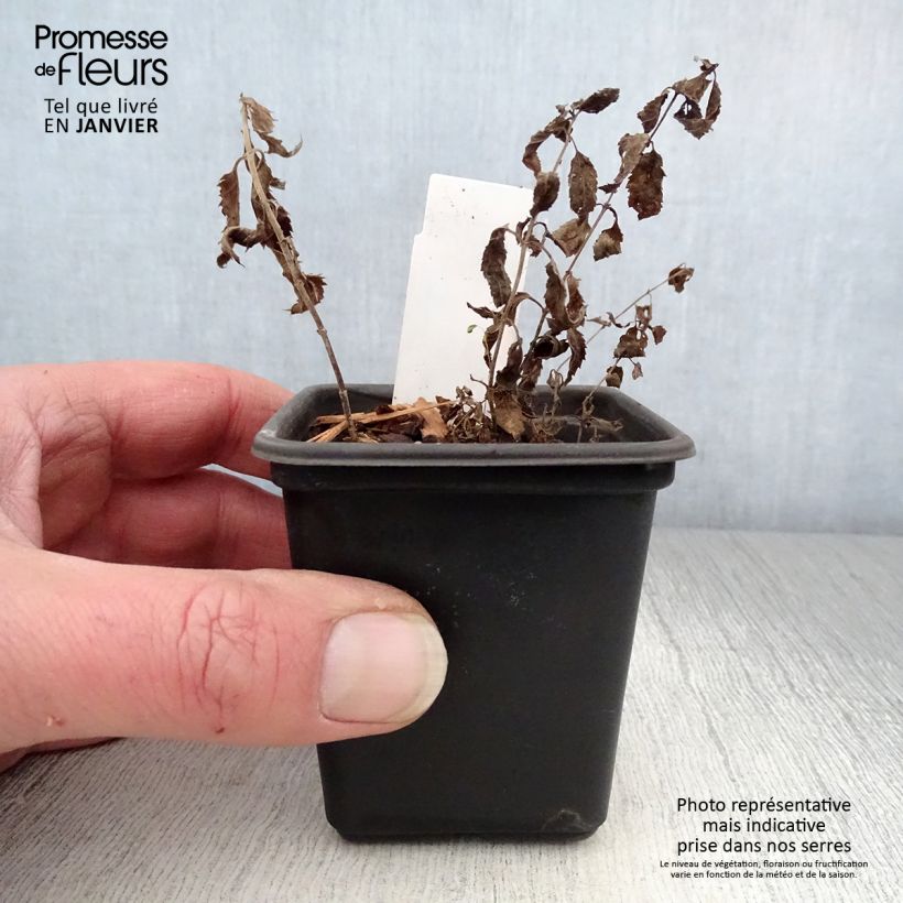 Amostra de Veronica spicata Alba Vaso de 8/9 cm tal como entregue no inverno