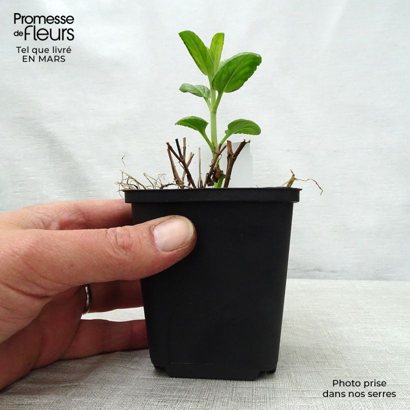 Amostra de Veronica spicata Alba Vaso de 8/9 cm tal como entregue na primavera