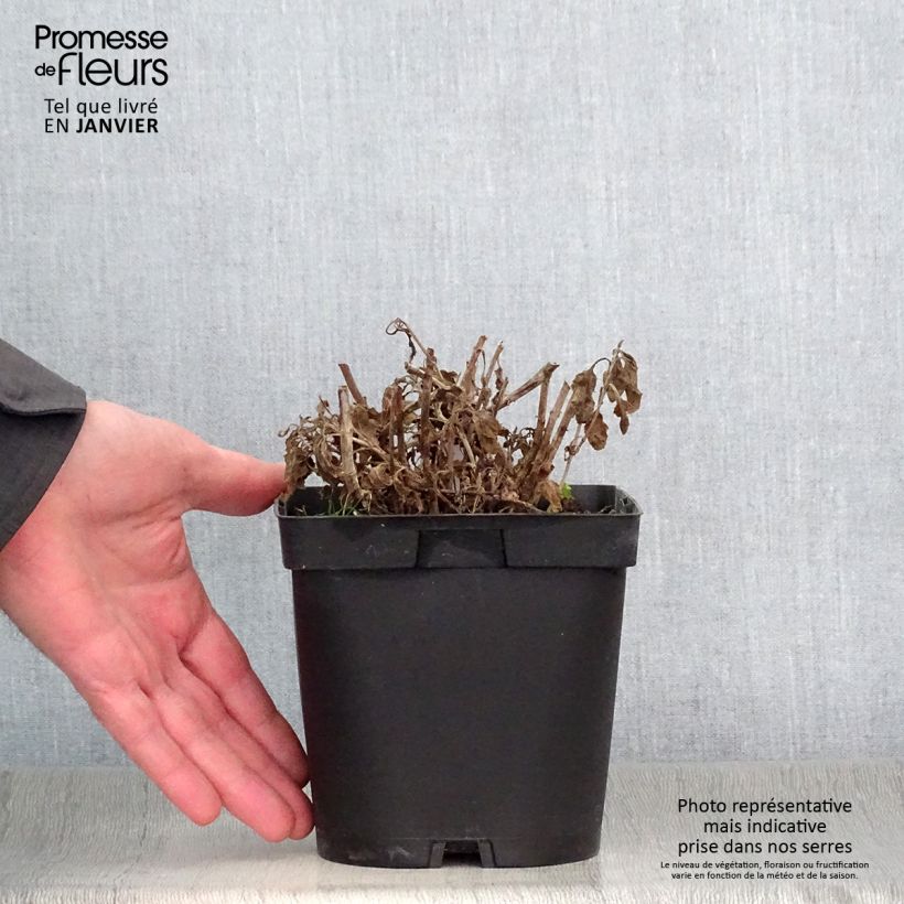 Amostra de Veronica spicata Alba Vaso de 2 L/3 L tal como entregue no inverno