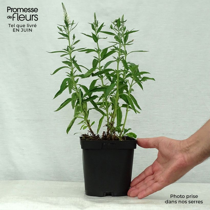 Amostra de Veronica spicata Alba Vaso de 2 L/3 L tal como entregue no verão