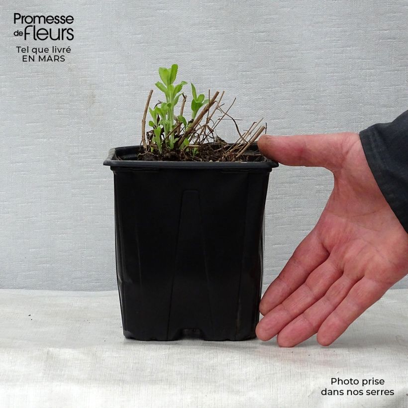 Amostra de Veronica spicata Alba Vaso de 2 L/3 L tal como entregue na primavera