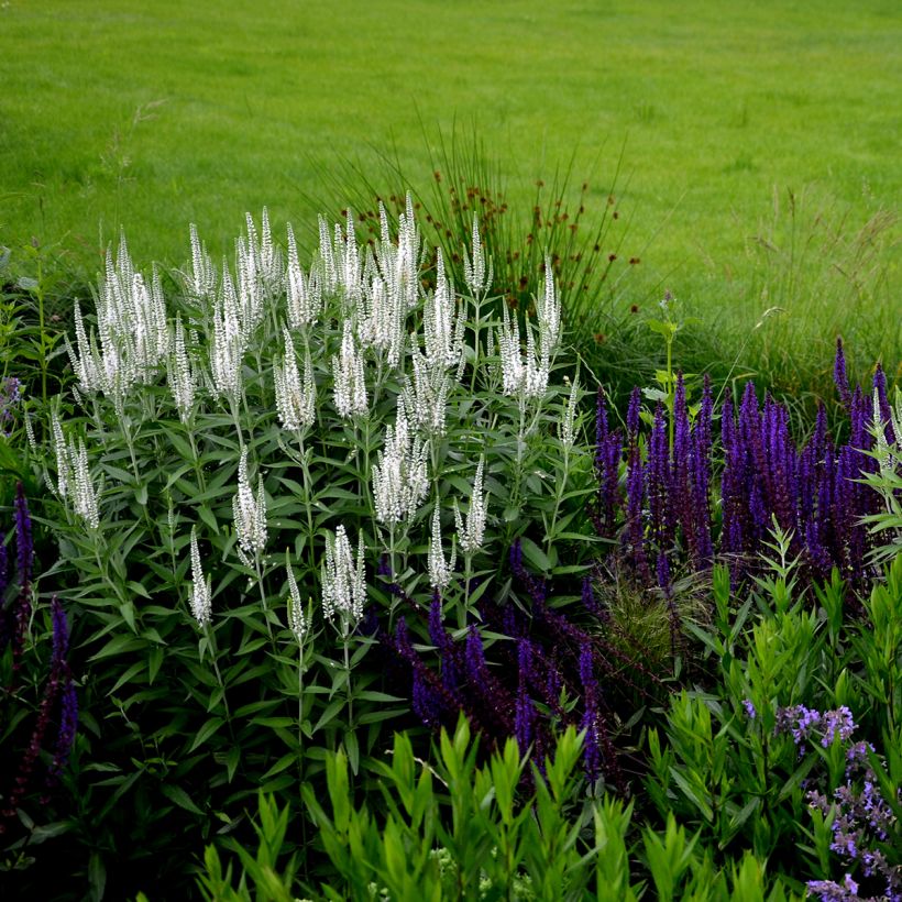 Veronica spicata Alba (Hábito)