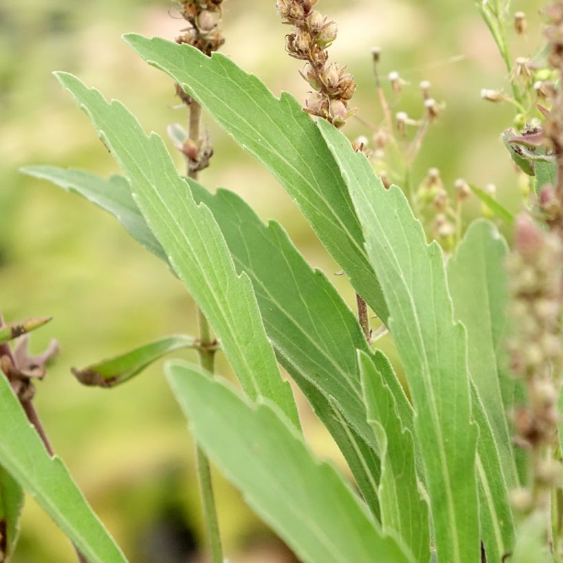 Veronica spicata Baby Blue (Folhagem)
