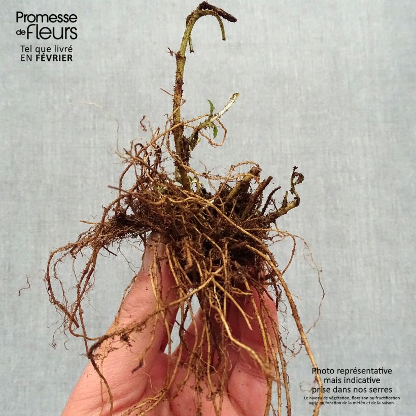 Amostra de Veronica spicata Baby Blue - Véronique en épis Raízes nuas tal como entregue no inverno