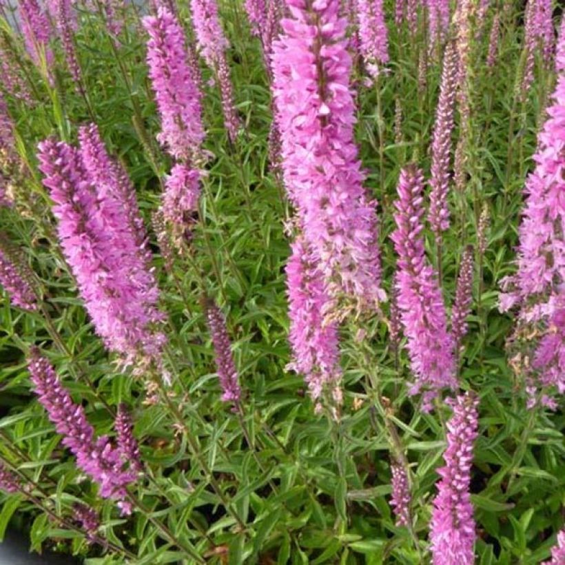Veronica spicata Barcarolle (Folhagem)