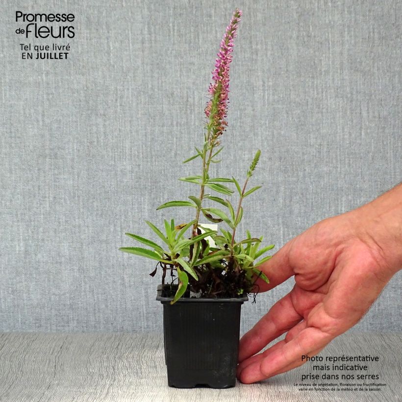 Amostra de Veronica spicata Barcarolle Vaso de 8/9 cm tal como entregue no verão